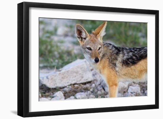 Close up of A Jackal-Circumnavigation-Framed Photographic Print