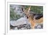 Close up of A Jackal-Circumnavigation-Framed Photographic Print