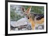 Close up of A Jackal-Circumnavigation-Framed Photographic Print