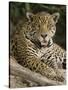 Close-Up of a Jaguar (Panthera Onca) Snarling, Three Brothers River, Meeting of the Waters State...-null-Stretched Canvas