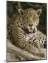 Close-Up of a Jaguar (Panthera Onca) Snarling, Three Brothers River, Meeting of the Waters State...-null-Mounted Photographic Print