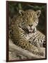 Close-Up of a Jaguar (Panthera Onca) Snarling, Three Brothers River, Meeting of the Waters State...-null-Framed Photographic Print