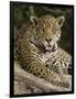 Close-Up of a Jaguar (Panthera Onca) Snarling, Three Brothers River, Meeting of the Waters State...-null-Framed Photographic Print