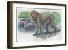 Close-Up of a Japanese Macaque Monkey Standing Near Water (Macaca Fuscata)-null-Framed Giclee Print