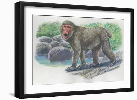 Close-Up of a Japanese Macaque Monkey Standing Near Water (Macaca Fuscata)-null-Framed Giclee Print