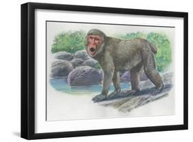 Close-Up of a Japanese Macaque Monkey Standing Near Water (Macaca Fuscata)-null-Framed Giclee Print