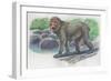 Close-Up of a Japanese Macaque Monkey Standing Near Water (Macaca Fuscata)-null-Framed Giclee Print