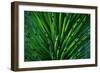 Close up of a Joshua Tree yucca plant found in the desert of Death Valley National Park.-Mallorie Ostrowitz-Framed Photographic Print