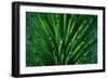 Close up of a Joshua Tree yucca plant found in the desert of Death Valley National Park.-Mallorie Ostrowitz-Framed Photographic Print