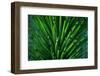 Close up of a Joshua Tree yucca plant found in the desert of Death Valley National Park.-Mallorie Ostrowitz-Framed Photographic Print