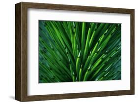 Close up of a Joshua Tree yucca plant found in the desert of Death Valley National Park.-Mallorie Ostrowitz-Framed Photographic Print