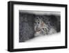 Close up of a juvenile Pallas' cat (Otocolobus manul) resting in its den, Mongolia, June.-Ben Cranke-Framed Photographic Print