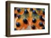 Close-Up of a Knobbly Sea Star/Horned Sea Star (Protoreaster Nodosus), Bunaken, Indonesia-Andaman-Framed Photographic Print