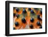 Close-Up of a Knobbly Sea Star/Horned Sea Star (Protoreaster Nodosus), Bunaken, Indonesia-Andaman-Framed Photographic Print