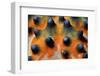 Close-Up of a Knobbly Sea Star/Horned Sea Star (Protoreaster Nodosus), Bunaken, Indonesia-Andaman-Framed Photographic Print