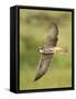 Close-up of a Lanner Falcon Flying, Lake Manyara, Arusha Region, Tanzania-null-Framed Stretched Canvas