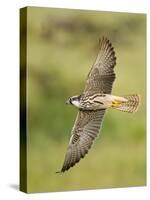 Close-up of a Lanner Falcon Flying, Lake Manyara, Arusha Region, Tanzania-null-Stretched Canvas