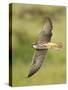 Close-up of a Lanner Falcon Flying, Lake Manyara, Arusha Region, Tanzania-null-Stretched Canvas