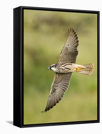 Close-up of a Lanner Falcon Flying, Lake Manyara, Arusha Region, Tanzania-null-Framed Stretched Canvas