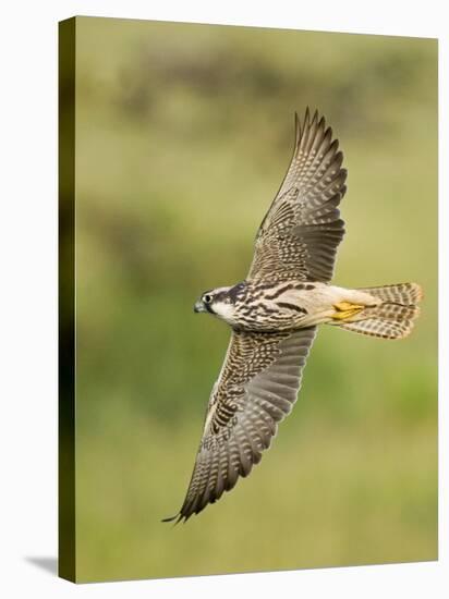 Close-up of a Lanner Falcon Flying, Lake Manyara, Arusha Region, Tanzania-null-Stretched Canvas