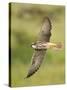 Close-up of a Lanner Falcon Flying, Lake Manyara, Arusha Region, Tanzania-null-Stretched Canvas