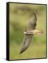 Close-up of a Lanner Falcon Flying, Lake Manyara, Arusha Region, Tanzania-null-Framed Stretched Canvas