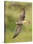 Close-up of a Lanner Falcon Flying, Lake Manyara, Arusha Region, Tanzania-null-Stretched Canvas