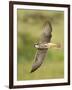 Close-up of a Lanner Falcon Flying, Lake Manyara, Arusha Region, Tanzania-null-Framed Premium Photographic Print