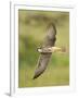 Close-up of a Lanner Falcon Flying, Lake Manyara, Arusha Region, Tanzania-null-Framed Premium Photographic Print