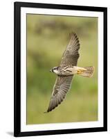 Close-up of a Lanner Falcon Flying, Lake Manyara, Arusha Region, Tanzania-null-Framed Premium Photographic Print