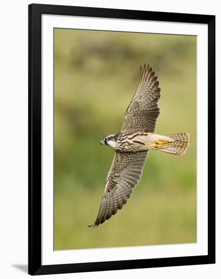 Close-up of a Lanner Falcon Flying, Lake Manyara, Arusha Region, Tanzania-null-Framed Premium Photographic Print