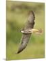 Close-up of a Lanner Falcon Flying, Lake Manyara, Arusha Region, Tanzania-null-Mounted Premium Photographic Print