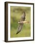 Close-up of a Lanner Falcon Flying, Lake Manyara, Arusha Region, Tanzania-null-Framed Photographic Print