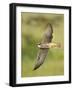 Close-up of a Lanner Falcon Flying, Lake Manyara, Arusha Region, Tanzania-null-Framed Photographic Print