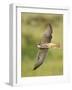 Close-up of a Lanner Falcon Flying, Lake Manyara, Arusha Region, Tanzania-null-Framed Photographic Print