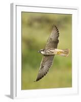 Close-up of a Lanner Falcon Flying, Lake Manyara, Arusha Region, Tanzania-null-Framed Photographic Print