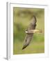 Close-up of a Lanner Falcon Flying, Lake Manyara, Arusha Region, Tanzania-null-Framed Photographic Print