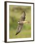 Close-up of a Lanner Falcon Flying, Lake Manyara, Arusha Region, Tanzania-null-Framed Photographic Print