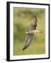 Close-up of a Lanner Falcon Flying, Lake Manyara, Arusha Region, Tanzania-null-Framed Photographic Print