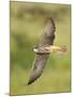Close-up of a Lanner Falcon Flying, Lake Manyara, Arusha Region, Tanzania-null-Mounted Photographic Print