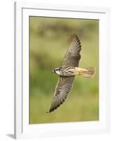 Close-up of a Lanner Falcon Flying, Lake Manyara, Arusha Region, Tanzania-null-Framed Photographic Print