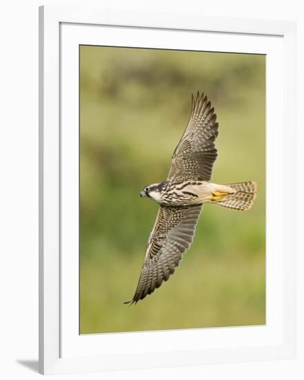 Close-up of a Lanner Falcon Flying, Lake Manyara, Arusha Region, Tanzania-null-Framed Photographic Print