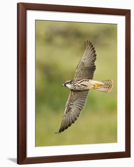 Close-up of a Lanner Falcon Flying, Lake Manyara, Arusha Region, Tanzania-null-Framed Photographic Print