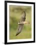 Close-up of a Lanner Falcon Flying, Lake Manyara, Arusha Region, Tanzania-null-Framed Photographic Print