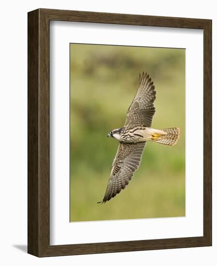 Close-up of a Lanner Falcon Flying, Lake Manyara, Arusha Region, Tanzania-null-Framed Photographic Print