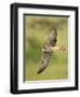 Close-up of a Lanner Falcon Flying, Lake Manyara, Arusha Region, Tanzania-null-Framed Photographic Print