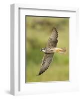 Close-up of a Lanner Falcon Flying, Lake Manyara, Arusha Region, Tanzania-null-Framed Photographic Print