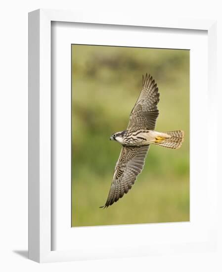 Close-up of a Lanner Falcon Flying, Lake Manyara, Arusha Region, Tanzania-null-Framed Photographic Print