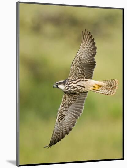 Close-up of a Lanner Falcon Flying, Lake Manyara, Arusha Region, Tanzania-null-Mounted Photographic Print