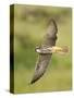 Close-up of a Lanner Falcon Flying, Lake Manyara, Arusha Region, Tanzania-null-Stretched Canvas